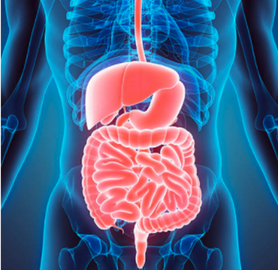 stomach-intestines-do-not-digest-food-nexus-newsfeed